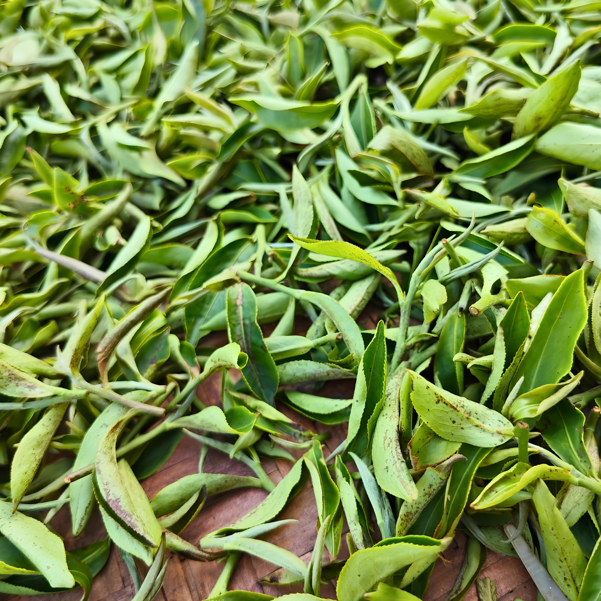 Amber Orchard