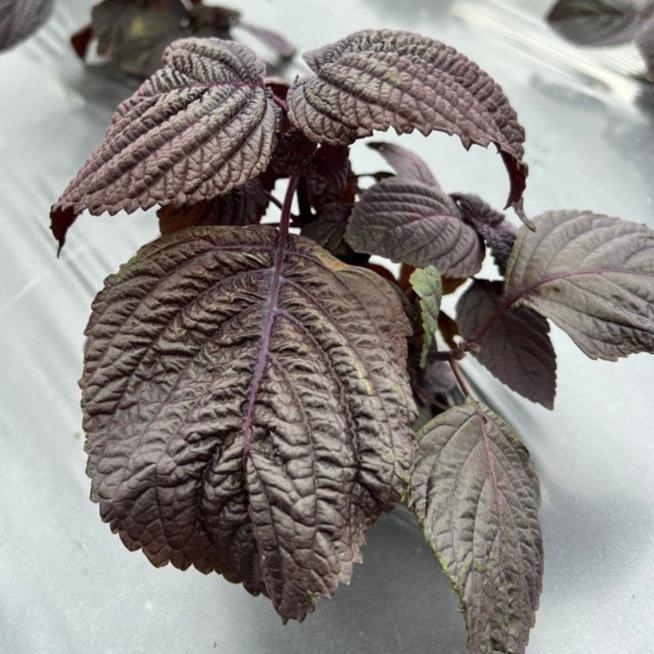 Aromatic purple perilla leaves, used to create our unique and refreshing herbal teas.