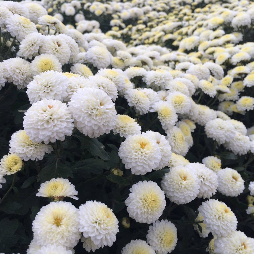 Pure white chrysanthemum flowers, a key natural ingredient in our products, are handpicked for their beauty and health benefits.